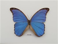 藏品(大藍閃蝶)的圖片